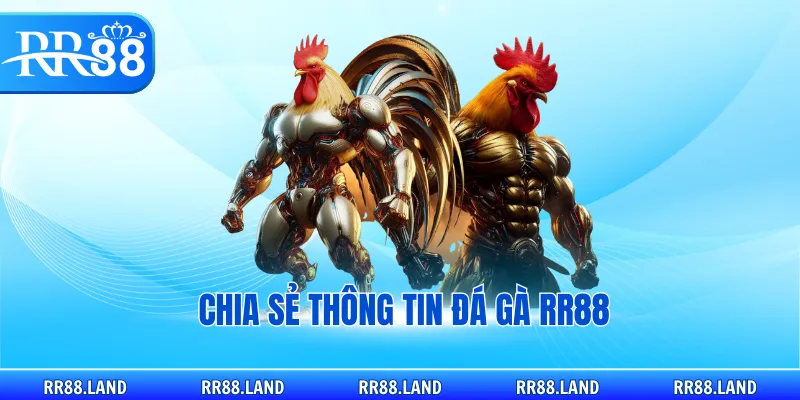 Chia sẻ thông tin đá gà RR88